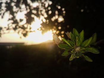 Close-up of plant leaves against bright sun