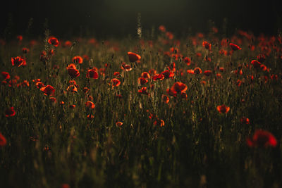 Close-up of red flowering plants on field