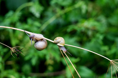 Close-up of plant against blurred background