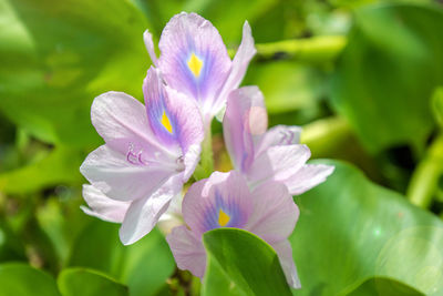 Close-up of purple flowering plant