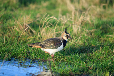 Side view of a bird on field