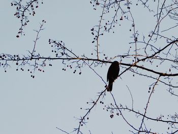 Low angle view of birds perching on tree