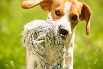 Close-up portrait of dog on field