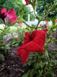 Close-up of red flowering plant