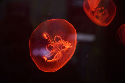 Jellyfish swimming in sea