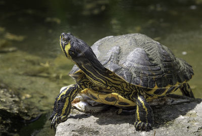 Close-up of tortoise on rock