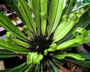 Close-up of plant