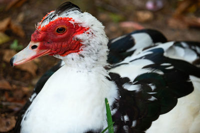 Close-up of a bird