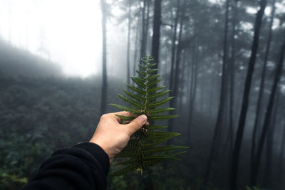 Cropped image of hand holding fern