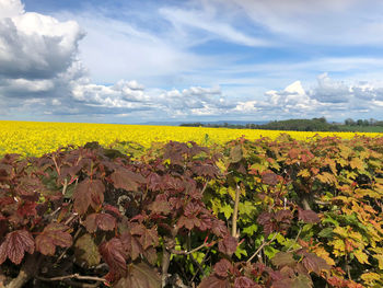 Yellow flowers growing on field against sky