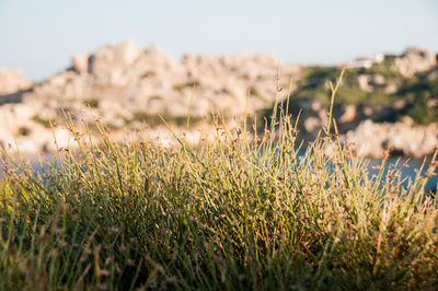 Close-up of grass growing on field