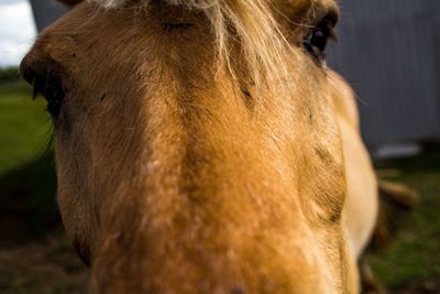 Close-up of horse standing on field