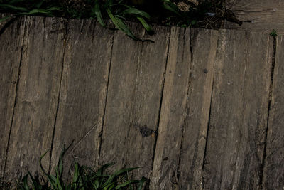 Plants growing against wooden wall