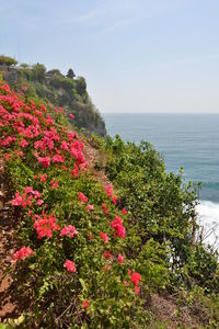 Pink flowering plants by sea against sky