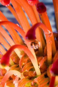 Close-up of orange flower