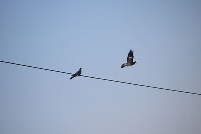 Low angle view of birds perching on cable against sky