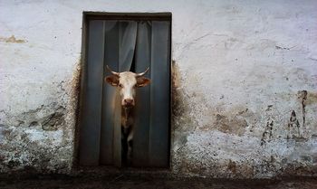 Cow looking trough door