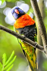 Close-up of bird perching on tree