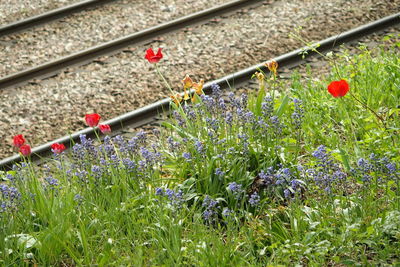 Close-up of red flowering plants on railroad track