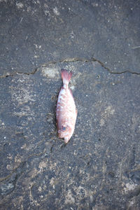 High angle view of fish