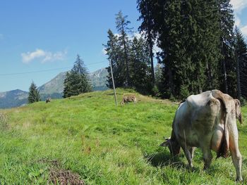 Cow grazing on field against sky