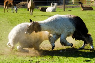 Sheep grazing in a field