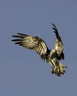 Low angle view of eagle flying against clear sky