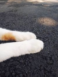 High angle view of a dog