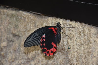 Close-up of butterfly