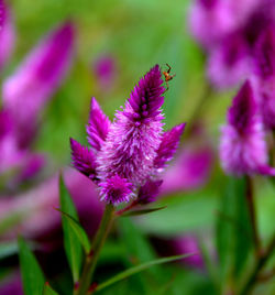 Close-up of pink flowering plant