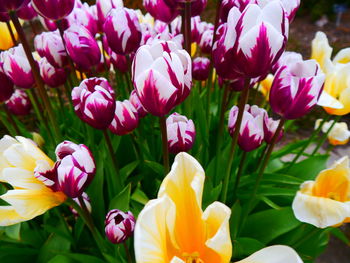 Close-up of tulips blooming outdoors