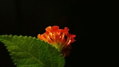 Close-up of red flower