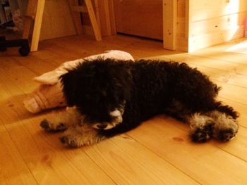 Dog sleeping on floor