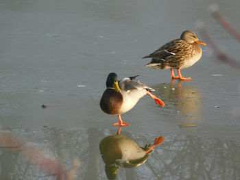 High angle view of birds in lake