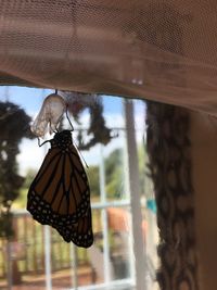 Close-up of butterfly on window