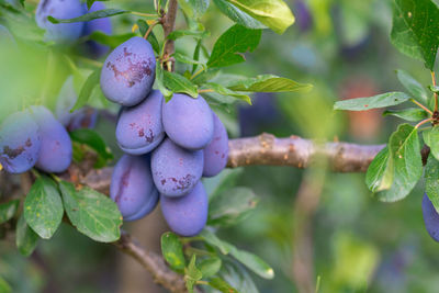 Close-up of fruits growing on plant