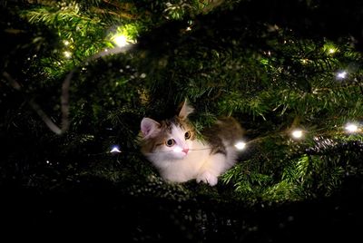 Portrait of cat on illuminated tree at night