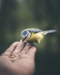 Close-up of hand holding bird