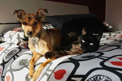 Portrait of black cat on bed at home