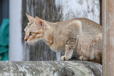 Cat looking away