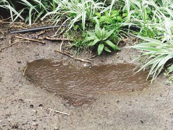 Plants in water