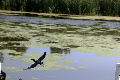 Bird flying over lake