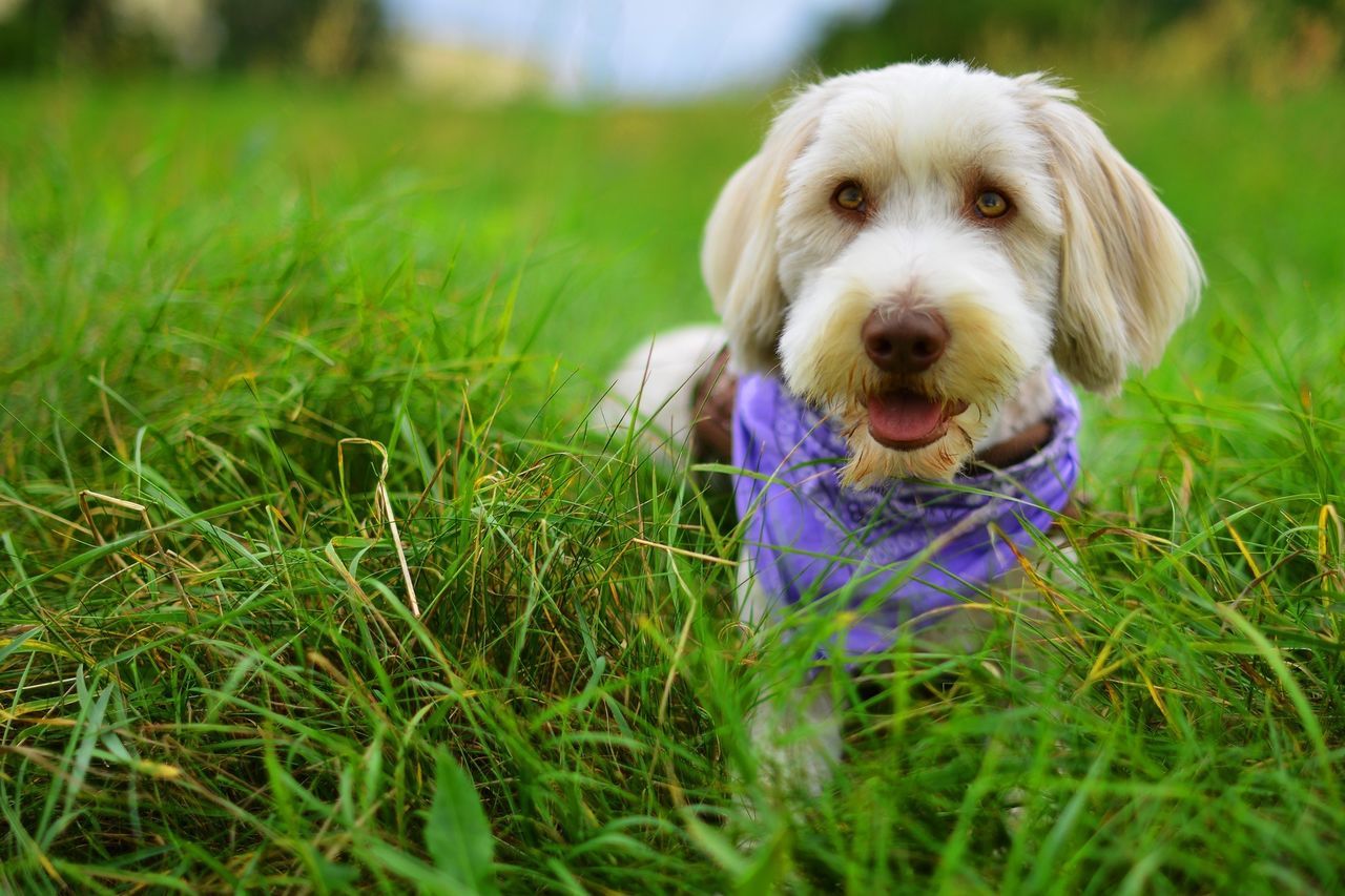 dog, pets, domestic animals, grass, one animal, animal themes, mammal, grassy, field, green color, sticking out tongue, focus on foreground, close-up, puppy, looking at camera, pet collar, portrait, cute, day, lawn