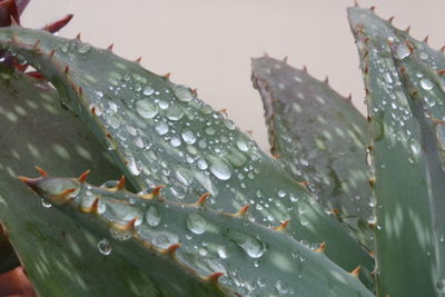 Close-up of wet plant