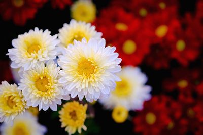 Close-up of white flowering plants