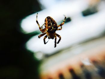 Close-up of spider on web