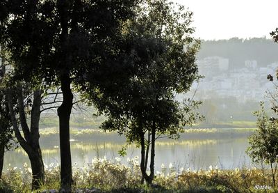 Reflection of trees in lake