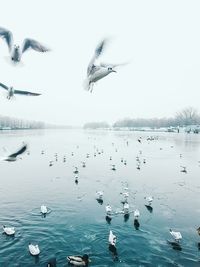 Birds flying over sea against sky