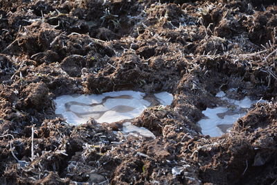 Cold temperatures. frozen waters on mud earth 