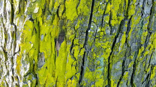 Full frame shot of moss on tree trunk